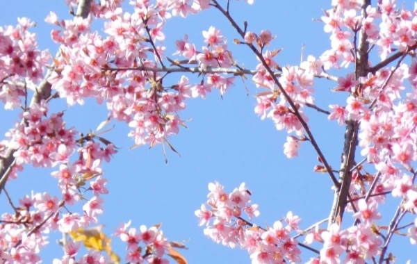 Kunming Botanical Garden West Garden: Un epico condensato dal vivaio di montagna al regno vegetale