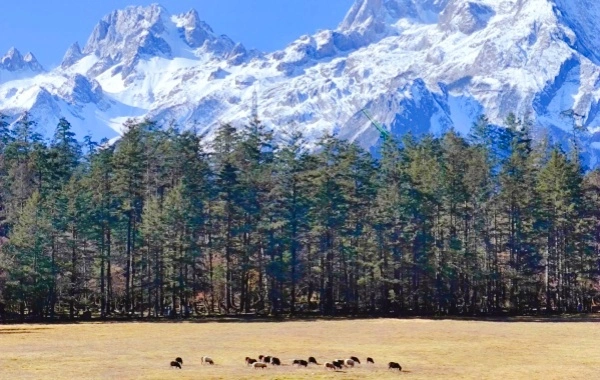 Yunshanping:Jade Dragon Snow Mountainの秘密の領域からナキシの愛の聖地への巡礼