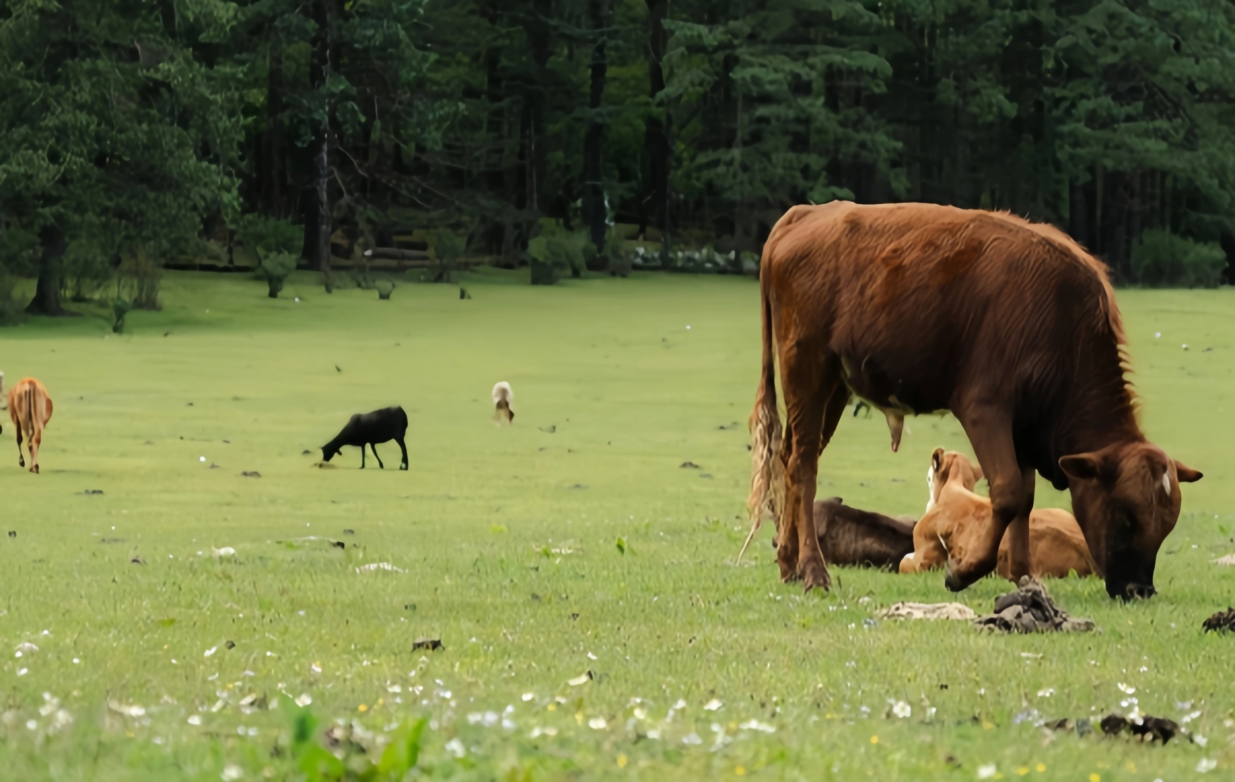 Yunshanping:Jade Dragon Snow Mountainの秘密の領域からナキシの愛の聖地への巡礼-2