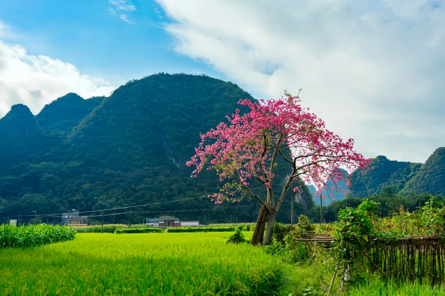 Yingxi Peak Forest: Esplorare il paesaggio pittoresco di Lingnan-3