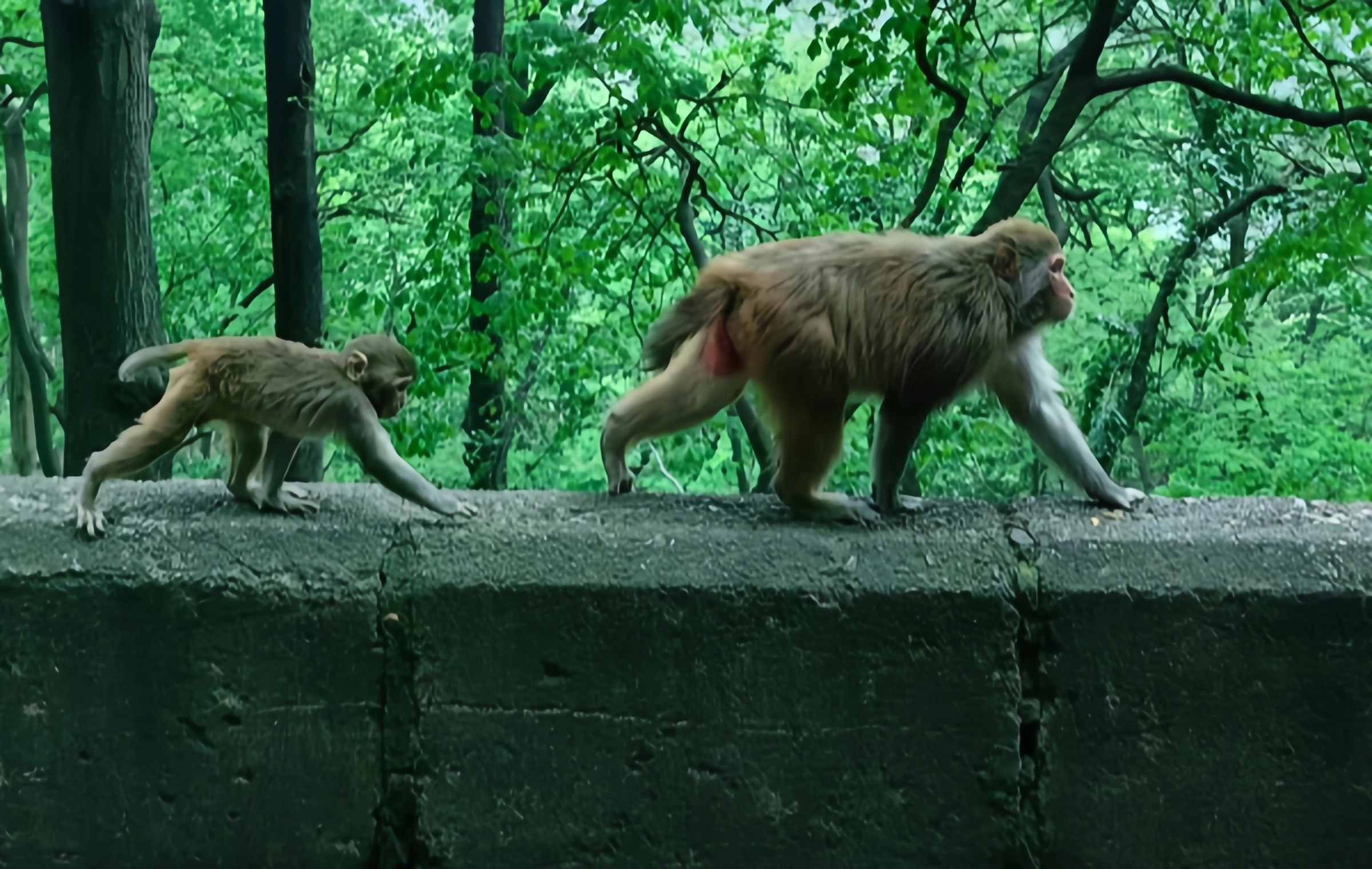 Parc Qianlingshan: Logement poétique dans les montagnes centrales et la nature sauvage de la ville, et l'aventure du 
