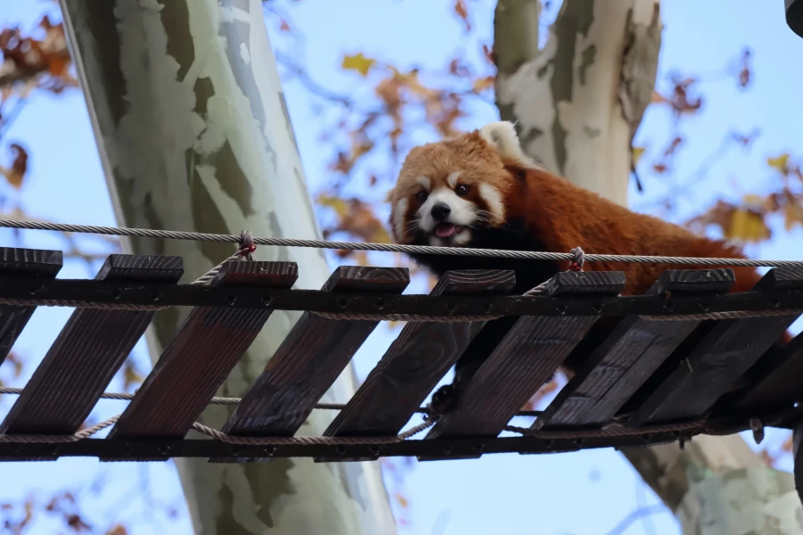 上海野生動物公園:都市オアシスから自然王国への探索の旅-4