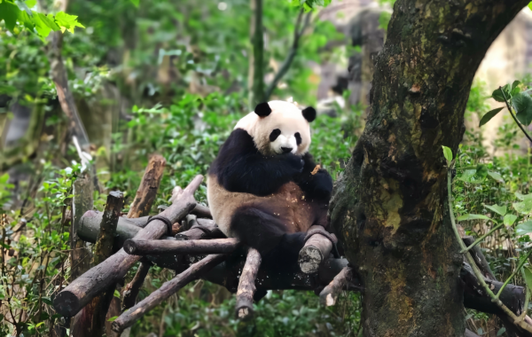 Chengdu Research Base of Giant Panda Breeding: A Celebration of Life from Research Cradle to National Treasure Paradise-3