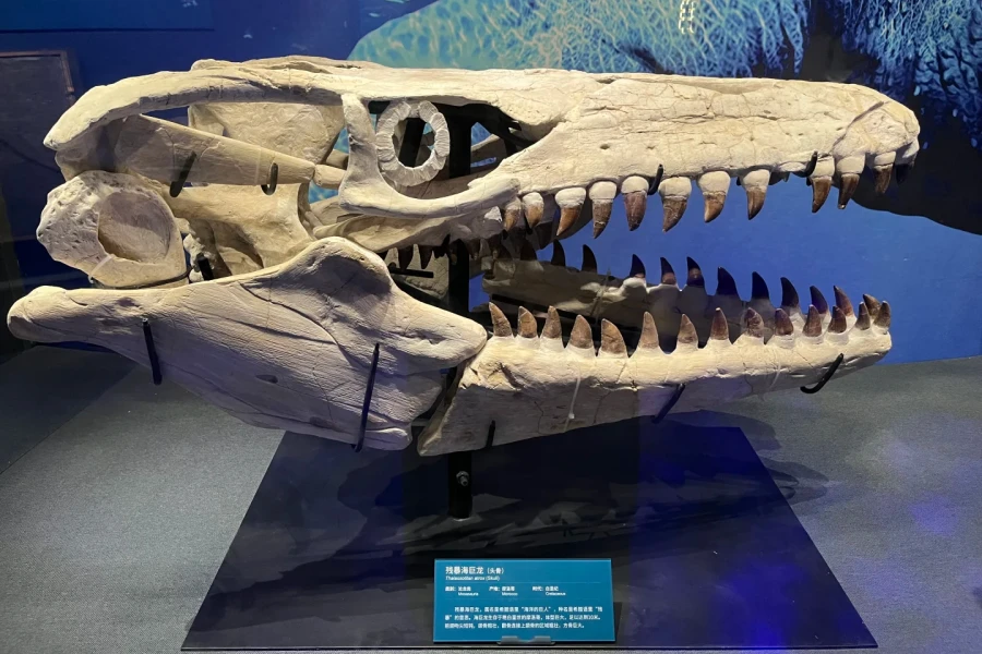 Beijing Museum of Natural History: Un viaje épico de la evolución de la vida que abarca cientos de millones de años-2