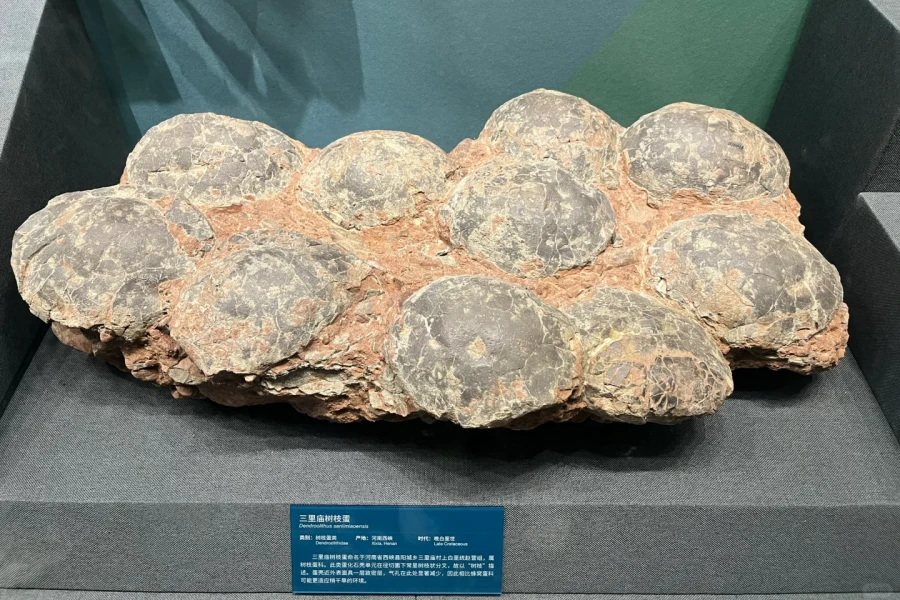 Beijing Museum of Natural History: Un viaje épico de la evolución de la vida que abarca cientos de millones de años-3