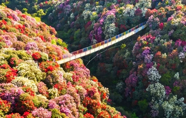 Baili Rhododendron: A Journey to the World Garden on the Earth's Color Belt and Highland Flower Sea Wonderland-2