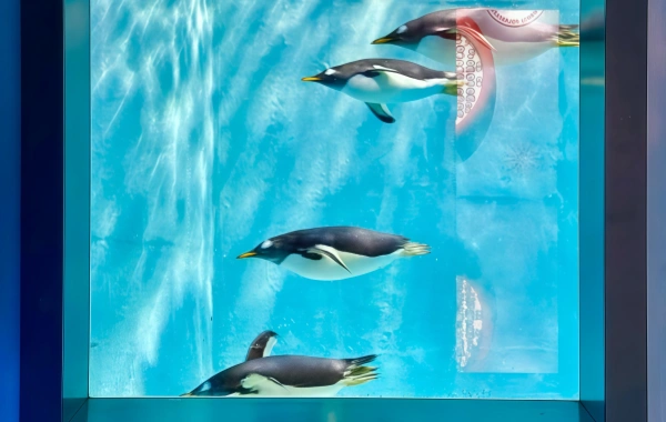 Harbin Polarland: A Viaggio romantico di miracoli nei profondità dei mari ghiacciati