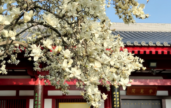 دا سي Temple: A Tang Dynasty Zen Paradise حيث (زوانزانج) تقاطع البوذية عبر الألفية-4