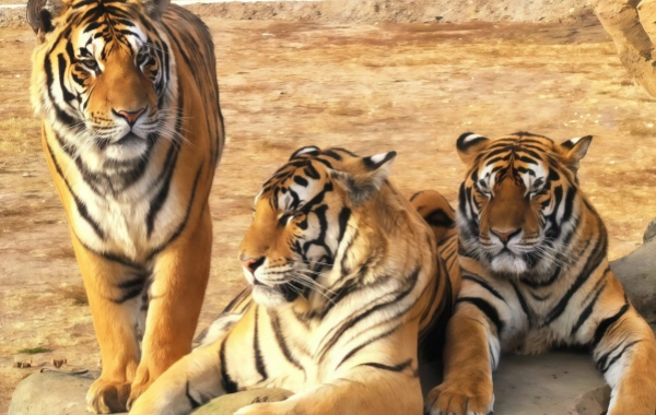 Siberian Tiger Park: un viaggio Rispondendo alla Wild Call of the