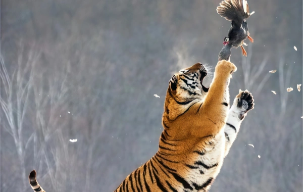 Siberian Tiger Park: un viaggio Rispondendo alla Wild Call of the