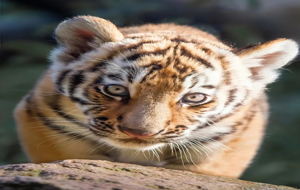 Siberian Tiger Park: un viaggio Rispondendo alla Wild Call of the