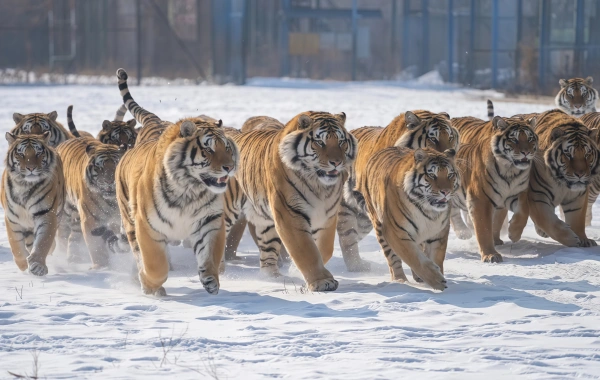 Siberian Tiger Park: un viaggio Rispondendo alla Wild Call of the