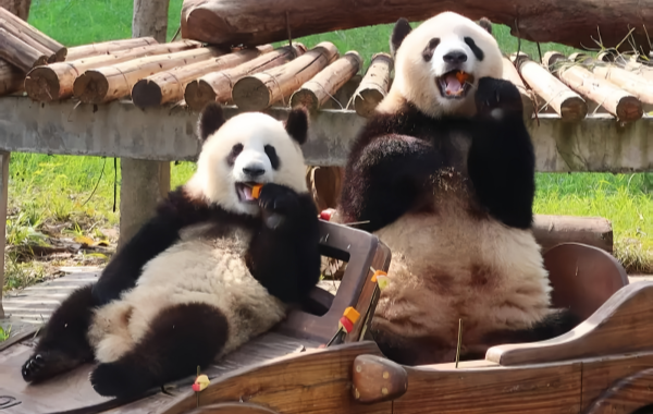 Chongqing Zoo: Una linea di vita per la città di montagna per 70 anni