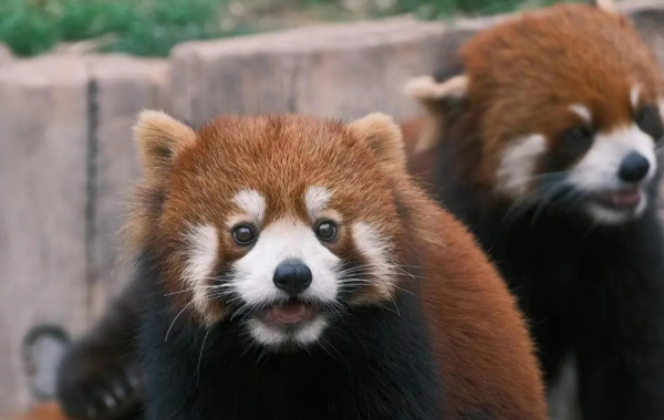 Chongqing Zoo: Una linea di vita per la città di montagna per 70 anni-2