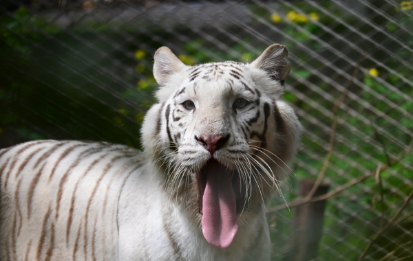 Chongqing Zoo: Una linea di vita per la città di montagna per 70 anni-3