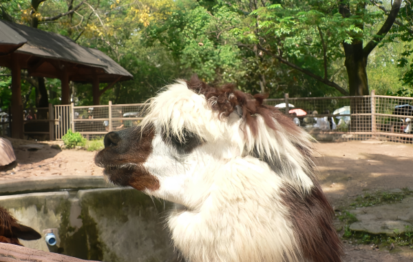 Chongqing Zoo: Una linea di vita per la città di montagna per 70 anni-4