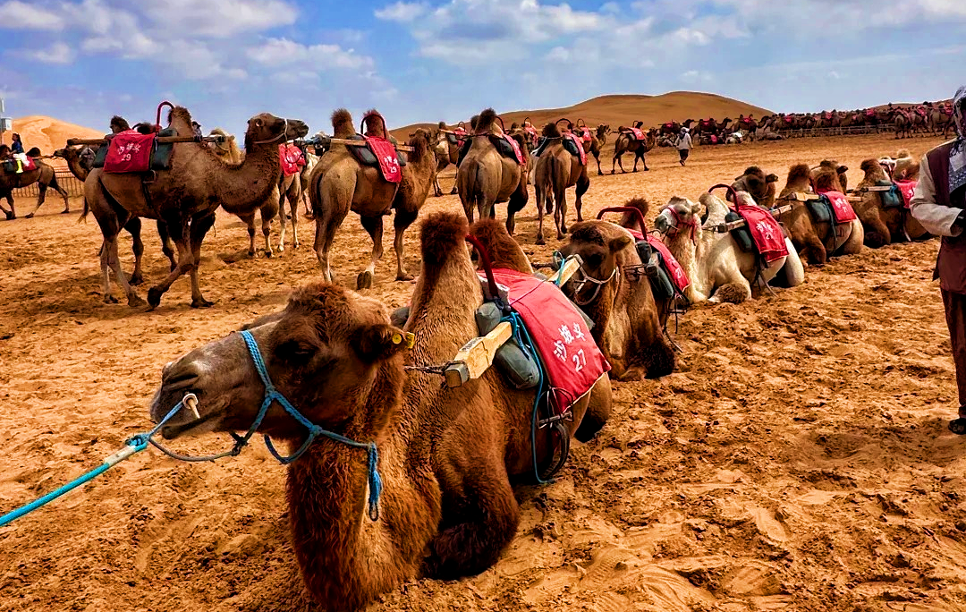 Shapotou: A Journey into the Enchanting Symbiosis of Desert and the Yellow River-2