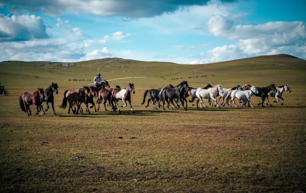 Ergun Wetland:A Journey to