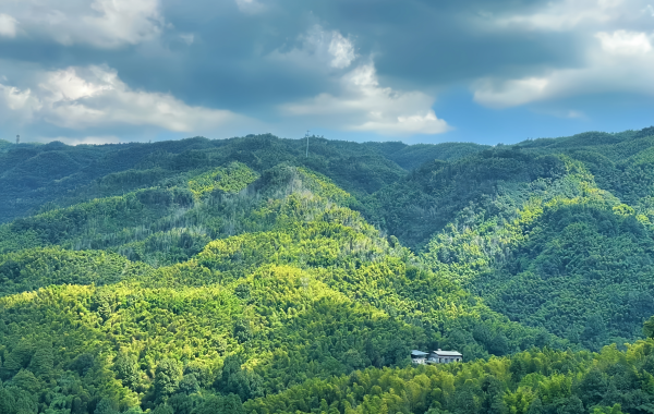Shunan Bamboo Mare:A Viaggio in un Verdant Bamboo Wonderland tra le onde verdi di Vast