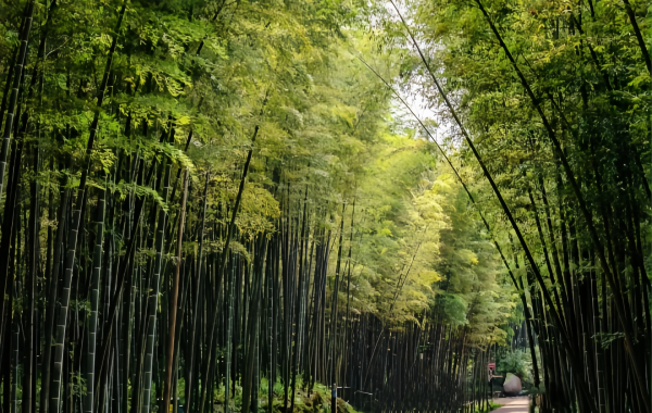 Shunan Bamboo Mare:A Viaggio in un Verdant Bamboo Wonderland tra le onde verdi di Vast-3