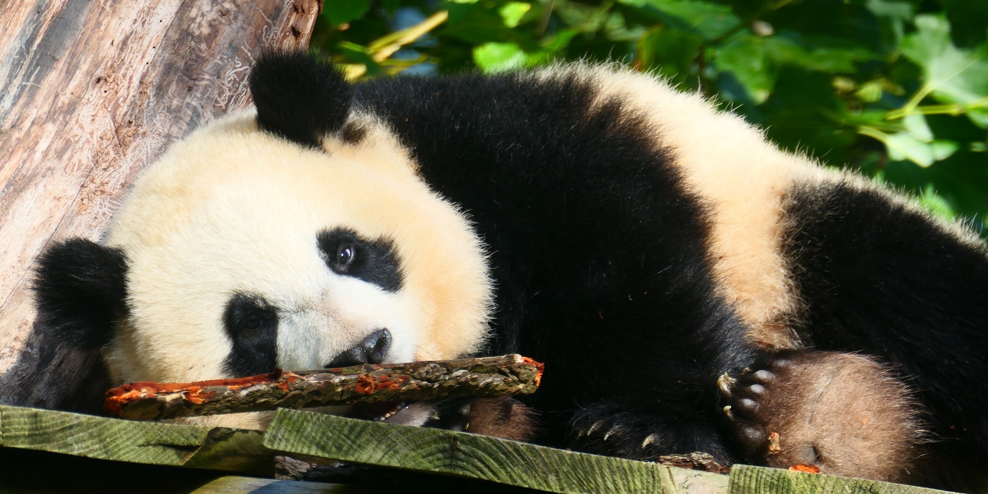 اليوم الثامن: تشنغدو - إيميشان