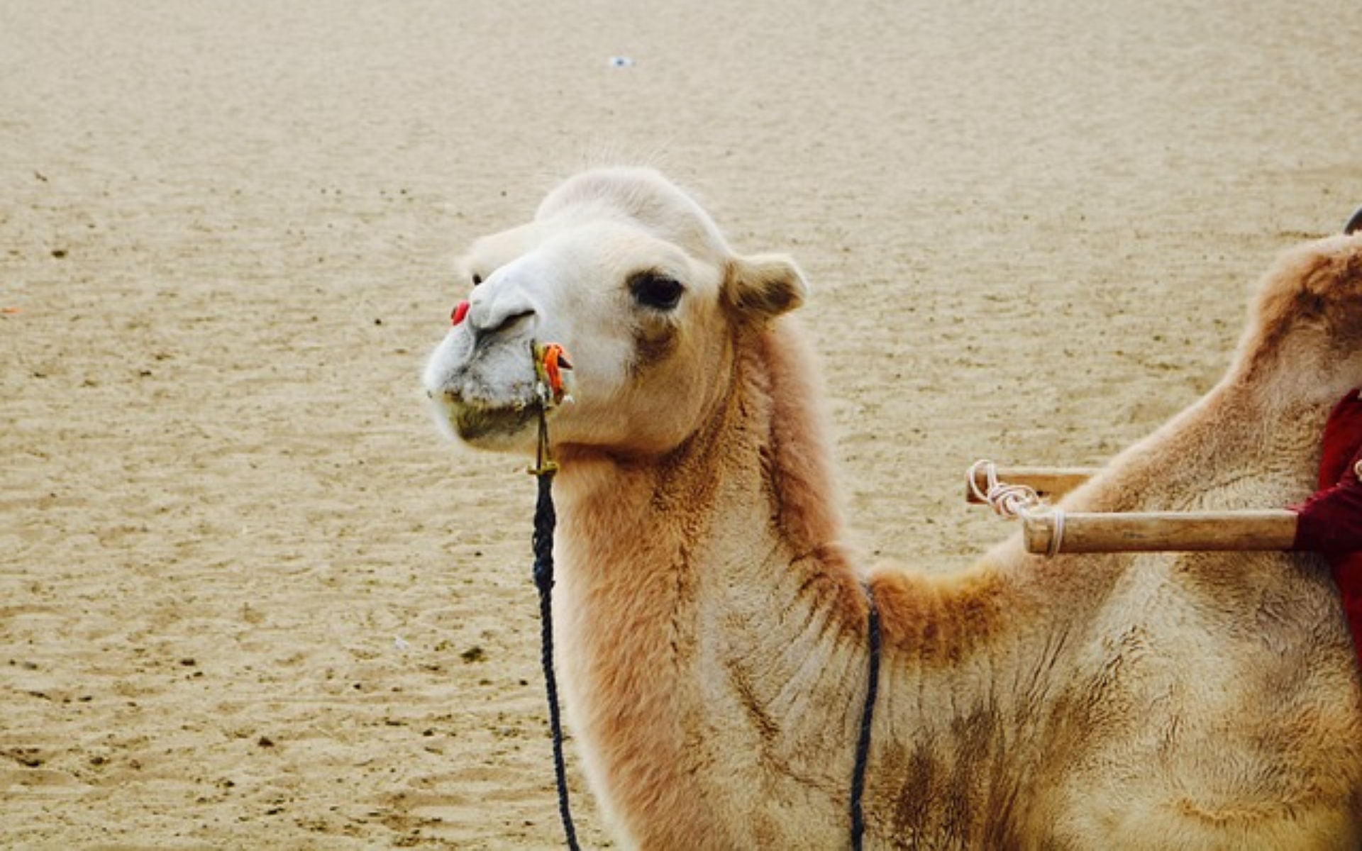 Day1: Dunhuang Arrival
