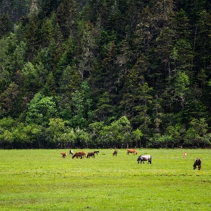 Yunnan Adventure y Scenic Wonders: 6 Días Explorando Belleza Natural