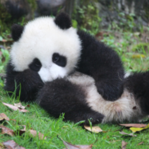 10-Day Beijing, Xi'an, Chengdu and Shanghai Group Tour