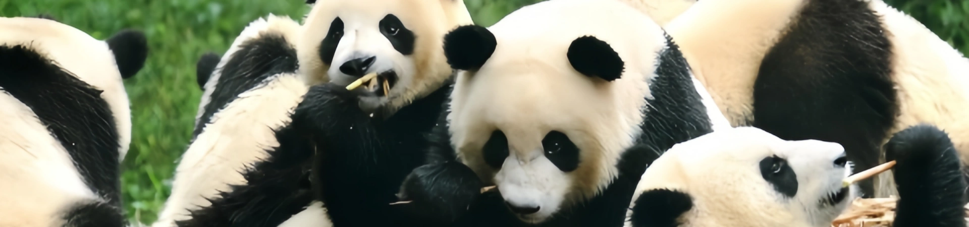 Chengdu Panda Anleitung: Top Spots zu beobachten, zu verfassen und zu erfahren Giant Pandas