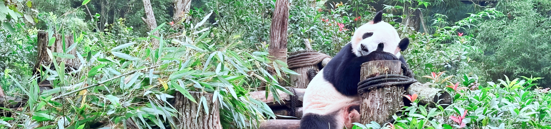 Оригинальное название: Savor the Spice: A Culinary Journey Through Sichuan's Most Iconic Dishes