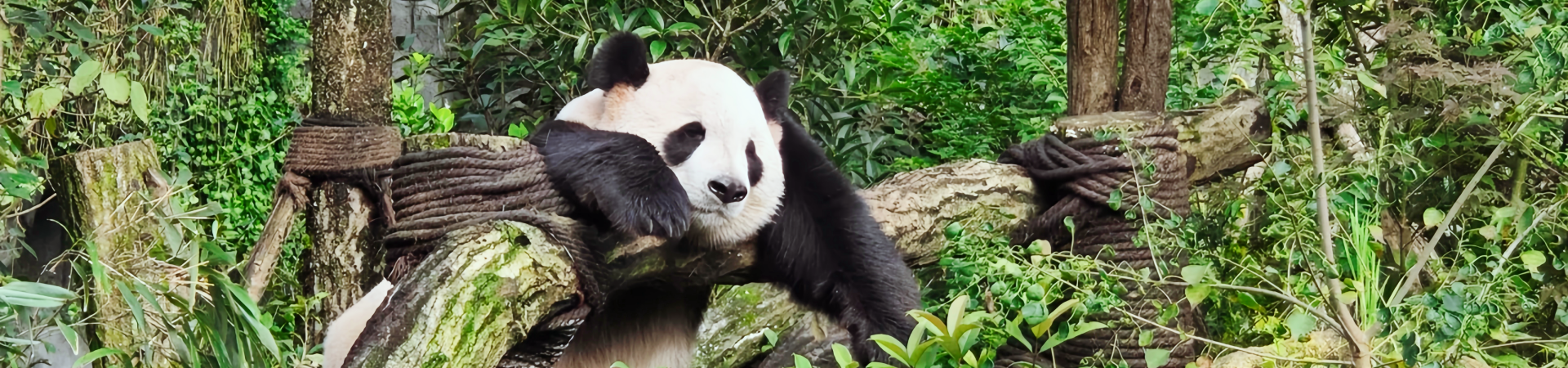 Guía de viaje de Chengdu: Embarque en su viaje perfecto