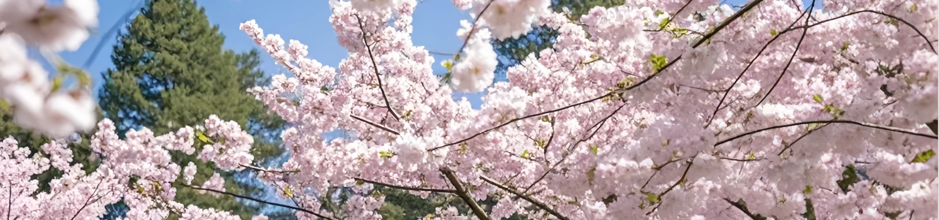 Yunnan 방문을위한 최고의 가이드 : Diverse Landscapes & Cultural 리치 Await