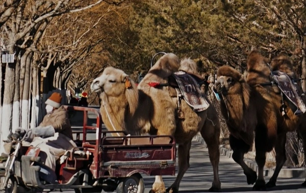 Furong Ancient Town
