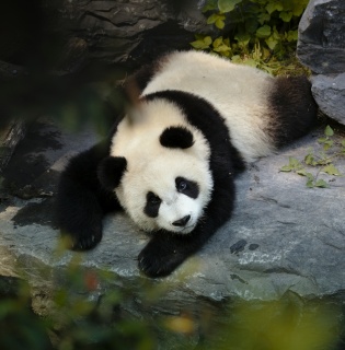 Panda et Kungfu Tour