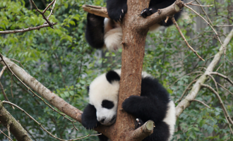 اليوم الخامس: تشنغدو