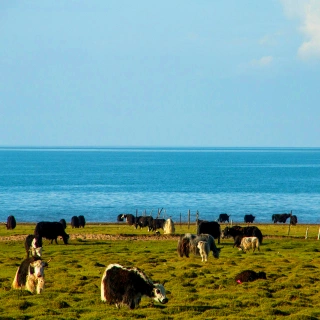 1 Day Qinghai Nature Tour