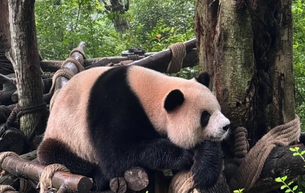 Day5 두장 얀 팬더 밸리 