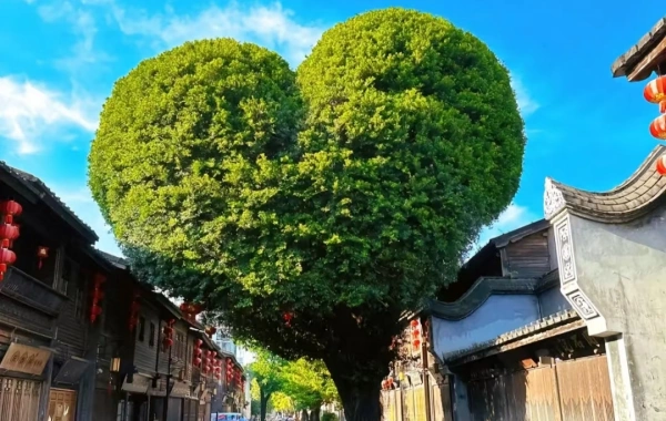 行程图片